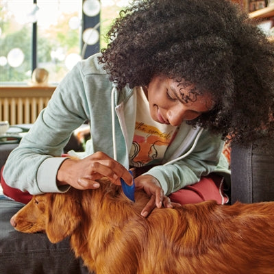 Vlooien, teken & ontwormen: basisbescherming voor je pup