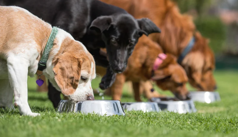 Top 5 hondenvoedingmerken die jouw hond gezond houden