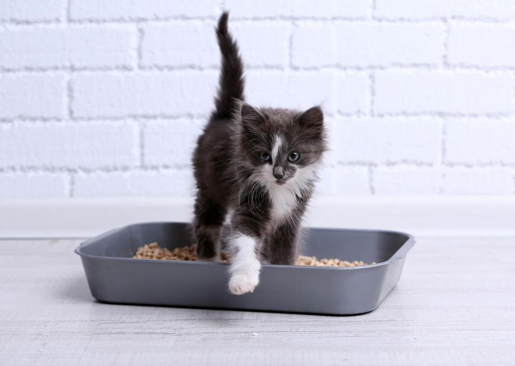 Kattenbak: training & hygiëne