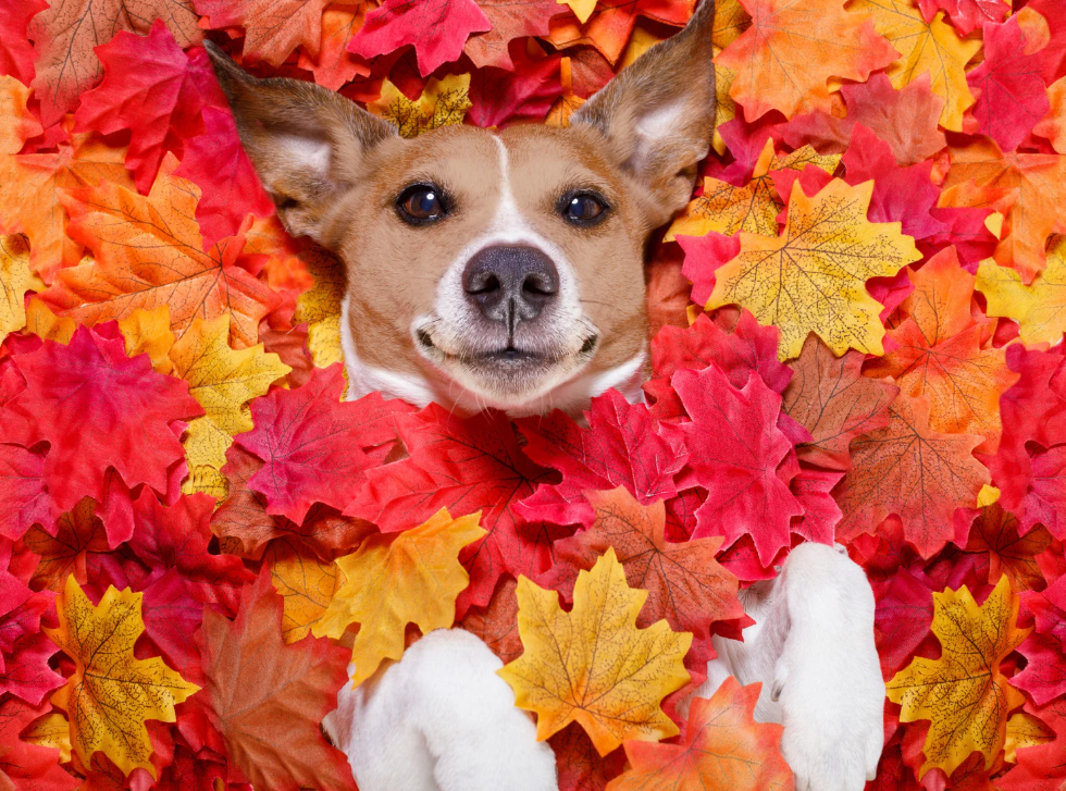 Herfstgids: nat, wind & vroeg donker — zo blijft je hond of kat comfortabel (en veilig)