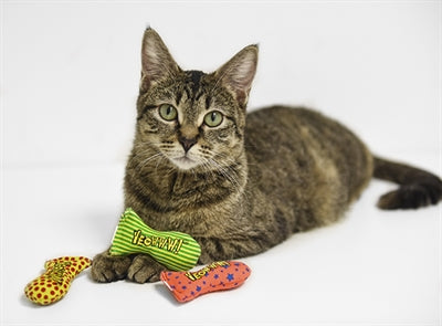 Aanbiedingen voor Katten
